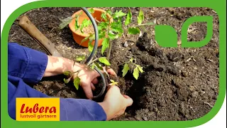 Tomaten pflanzen im Garten - Tipps und Tricks für den Anbau 🍅