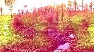 Современная технология лесозаготовки: Это совсем не хаотичный процесс