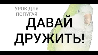 ДАВАЙ ДРУЖИТЬ!  УЧИМ ПОПУГАЯ ГОВОРИТЬ.  УРОК ДЛЯ ПОПУГАЯ.