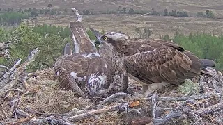 Dorcha headbutts Louis to get him off the Loch Arkaig Osprey eggs! 8 May 2024 (slo-mo zoom repeat)