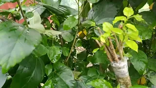 how to grafting multiple hibiscus