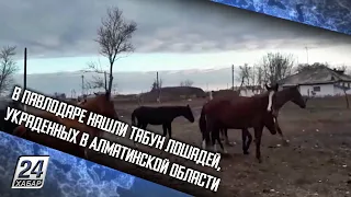 В Павлодаре нашли табун лошадей, украденных в Алматинской области