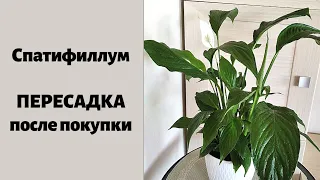 Спатифиллум (женское счастье 💕), пересадка после покупки. Залиты корни, что делать?