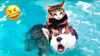 Try not to laugh dogs and cats 😁 best funniest animals videos 2024 😻 part 33