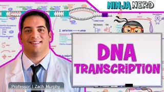 Cell Biology | DNA Transcription 🧬