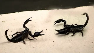 The brutal battle of Scorpio and Scorpio - they bite each other!