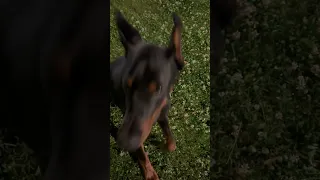 Доберман выполняет команды на двух языках #doberman #собаки #дрессировка