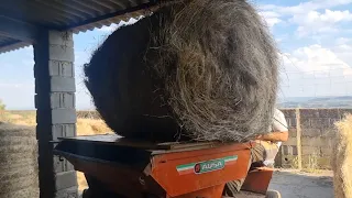 Cambiamos de estrategia para llenar el cobertizo con las bolas de heno👍