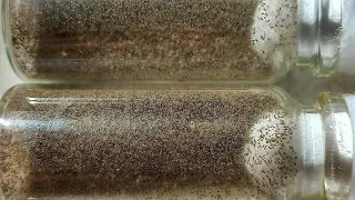 в прямом эфире! Наездники Трихограмма Вывелись, Trichogramma Egg-Parasitoids