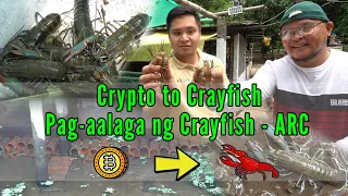 Crypto to Crayfish, Pag-Aalaga ng Crayfish - Australian Red Claw Part 1