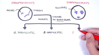 Microbiology - Streptococcus species