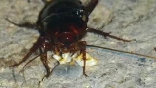 ENORME CUCARACHA DEVORANDO PALOMITA DE MAIZ