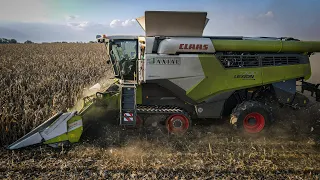 Kukorica aratás 2021 🌽 | CLAAS LEXION 7700TT | ZOM Kft | Corn Harvest