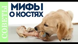 К чему приводит кормление костями. Мифы о костях.