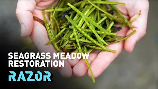 RAZOR: Restoring the UK's seagrass meadows (#RAZOR full episode)