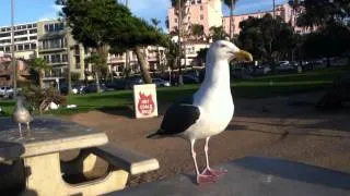 Laughing Seagulls