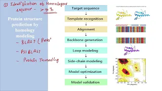 Homology Modeling || Method of protein structure prediction || Usha Yadav