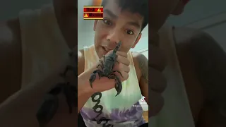 Getting pinched by a scorpion