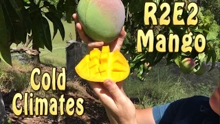 R2E2 Mango Tree in Australia is great for cold climates Seedling vs Grafted