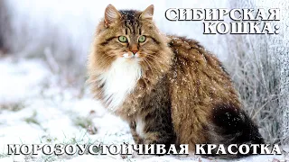 Siberian cat: Super fluffy breed of cats | Interesting facts about cats