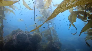 Scuba Dive the Kelp Forest of Channel Islands National Park