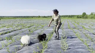 Русская ива. Видео-обзор. Посадка основной плантации и новых сортов ивы 2021г.