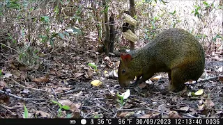 Cutia Desenterrando o Amendoim - Caminhos do Tamanduá - São Simão (SP) - setembro 2023