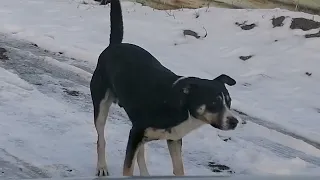 Пес живет в развалинах, где умерла его хозяйка-бомж.