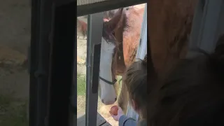 Oliver Goes Through The DRIVE THRU😂😂😂 #shorts #horse #horses #clydesdale #rescuehorse