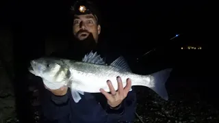 Bass fishing, Big Fish Baits, What worked for me, Sea Fishing Isle Of Wight