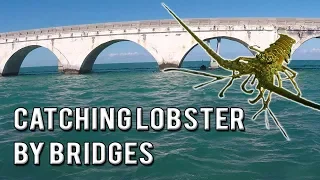 How to Catch Lobster by Bridges