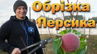 Обрізка персика на веретено. Обрізка дорослого персика