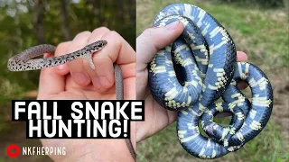 Fall Tin Flipping for Snakes in Georgia! Kingsnakes, Queensnakes, and Bitey Baby Racers!
