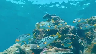 VR Experiences: Oceania VR (The Great Barrier Reef)