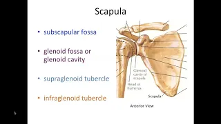 Bones of the Upper Limb