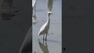 Amazing fishing heron staying for fish #fishing #bird #nature