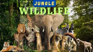 Animals of Amazon | Wild Animals | Baby Animals @naturelifepro