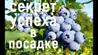 А ты ЗНАЛ, что ГОЛУБИКУ сажают именно так?  Важные правила!