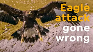 Golden Eagle Rides Down a Rock Face on a Chamois!