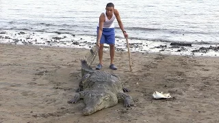 What happens if you drag a wild crocodile by it's tail