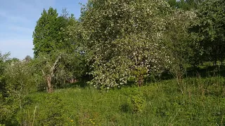 ЖИВИ, ДЕРЕВНЯ ПСКОВСКАЯ! Выпуск 5. Яблони и люди.