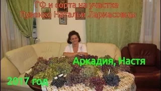 Виноград Аркадия, Настя  (Пузенко Наталья Лариасовна)