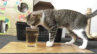 Funny Talking Cat Drinks Tea - Tea Is the New Trend in the Cat Community, Cat Reaction to Tea