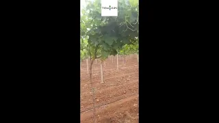 Agriculture du Maroc raisin