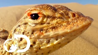 Lizard Outruns Rattlesnake in the Desert