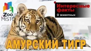 Амурский тигр - Интересные факты о тиграх | Вид тигров Амурский тигр