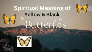 Yellow & Black Butterflies: The Spiritual Meaning of Seeing Yellow and Black Butterflies 🌟