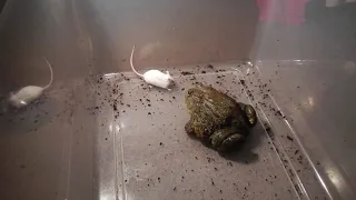 Giant African BULLFROG, EATS his first LIVE MOUSE!! - WARNING GRAPHIC LIVE FEEDING