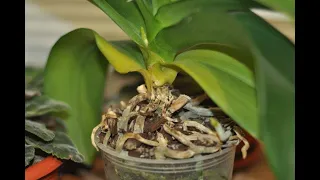 Как  лечить орхидею с гнилью на шейке