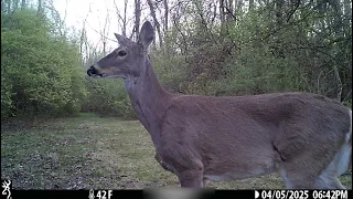 From the Trailcam: photogenic deer poses, then scratches butt
